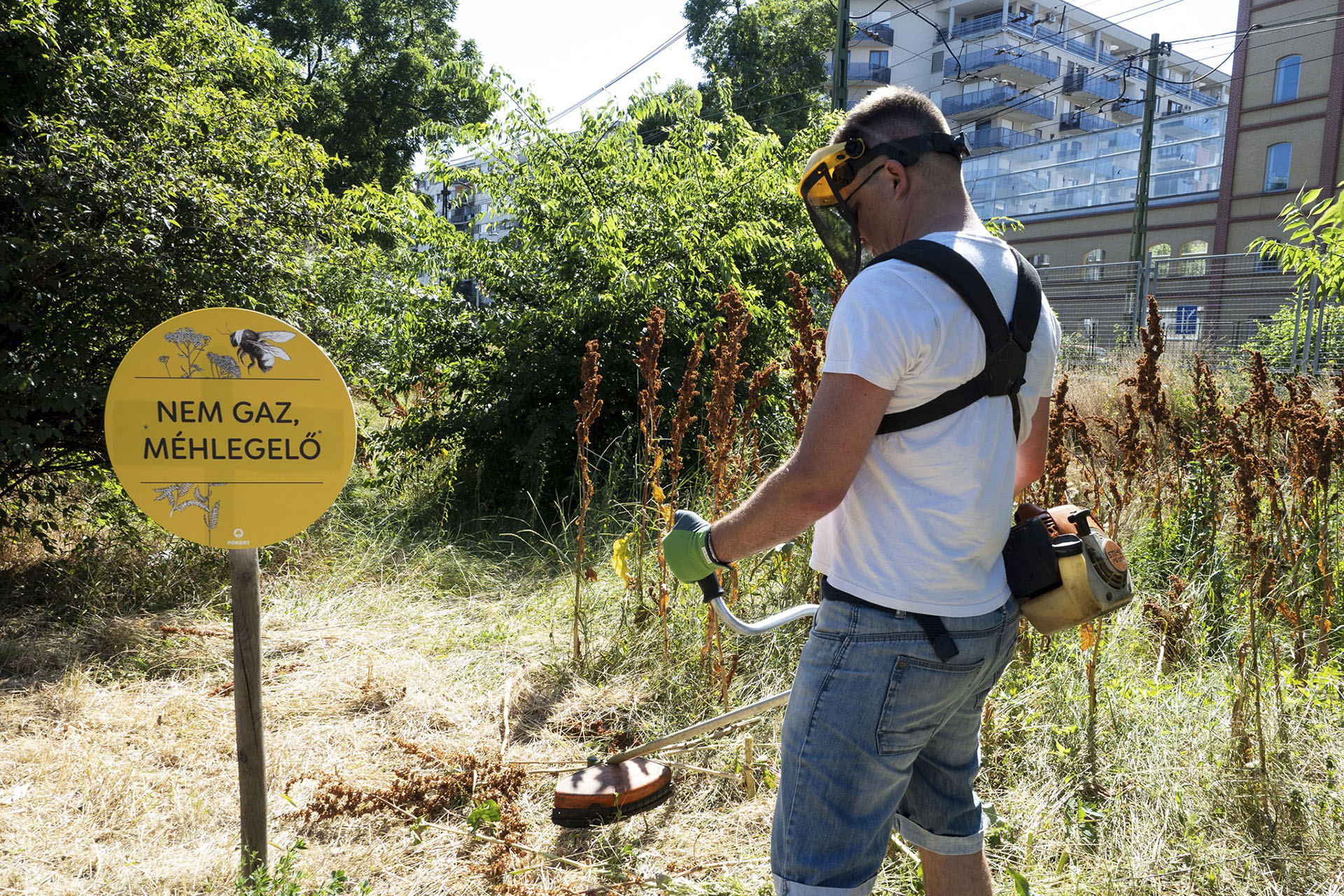 A Főkert szívesen látná önkéntesként a méhlegelőt lekaszáló Fidelitasosokat