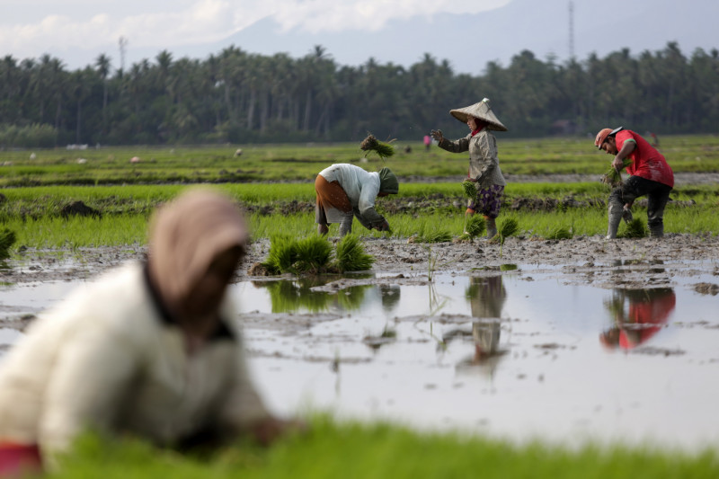 epaselect INDONESIA AGRICULTURE MACRO ECONOMICS