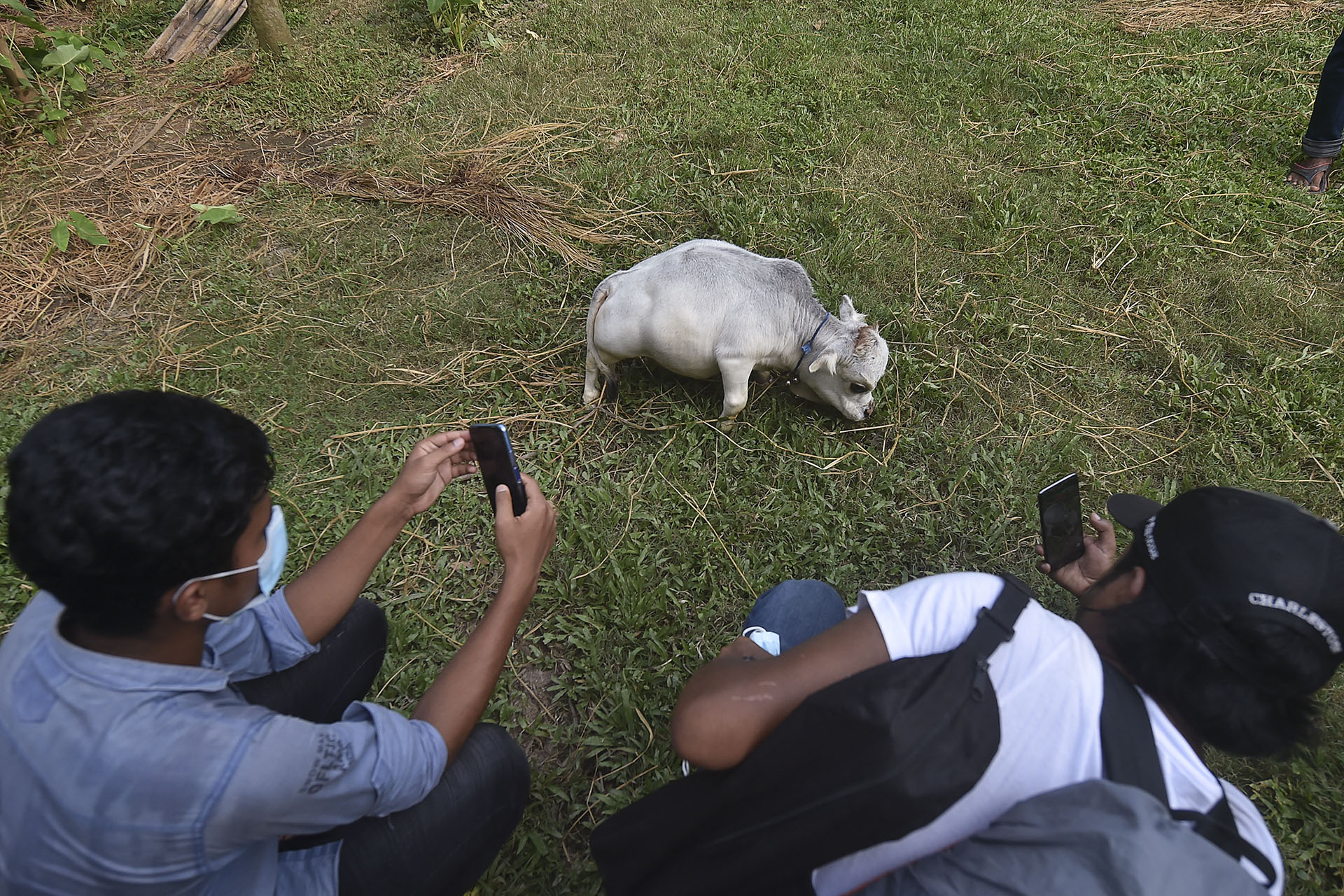 Egy bangladesi törpe tehén csodájára jár a világ