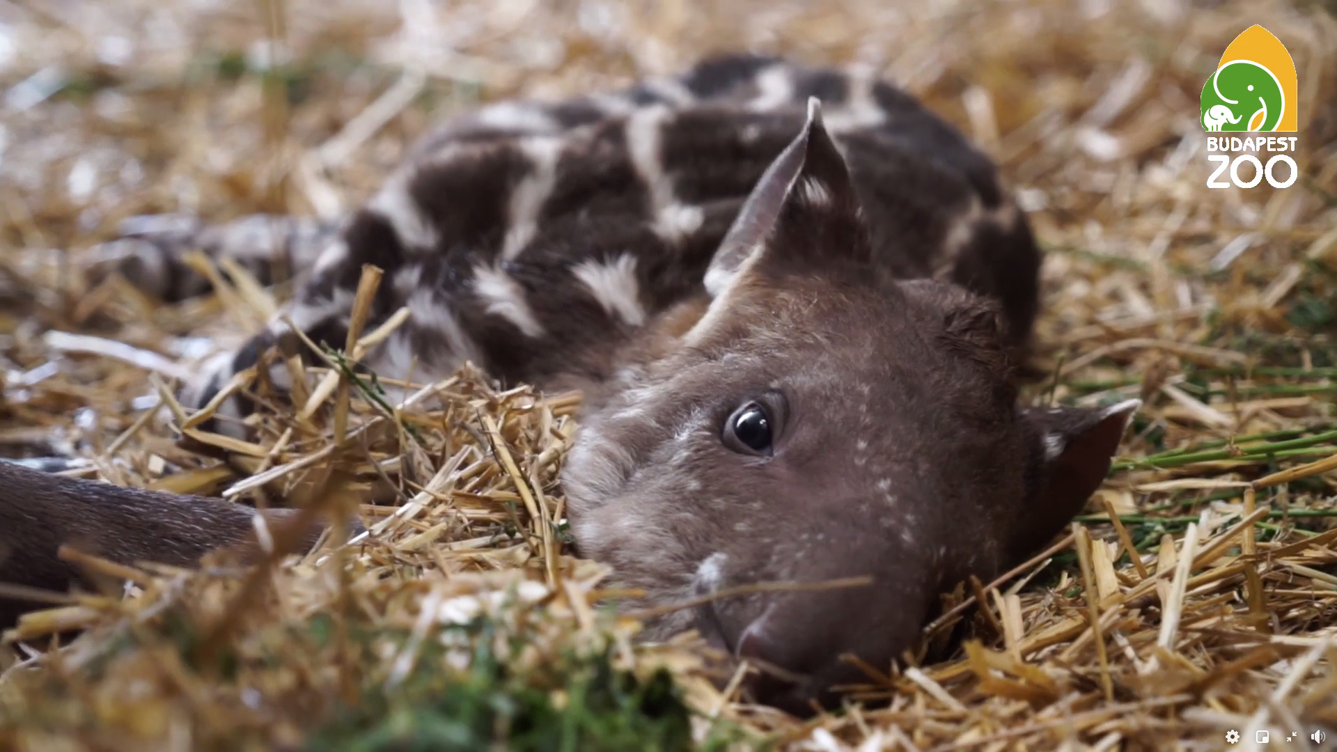 Melyik nevet adná a cuki tapírbébinek?