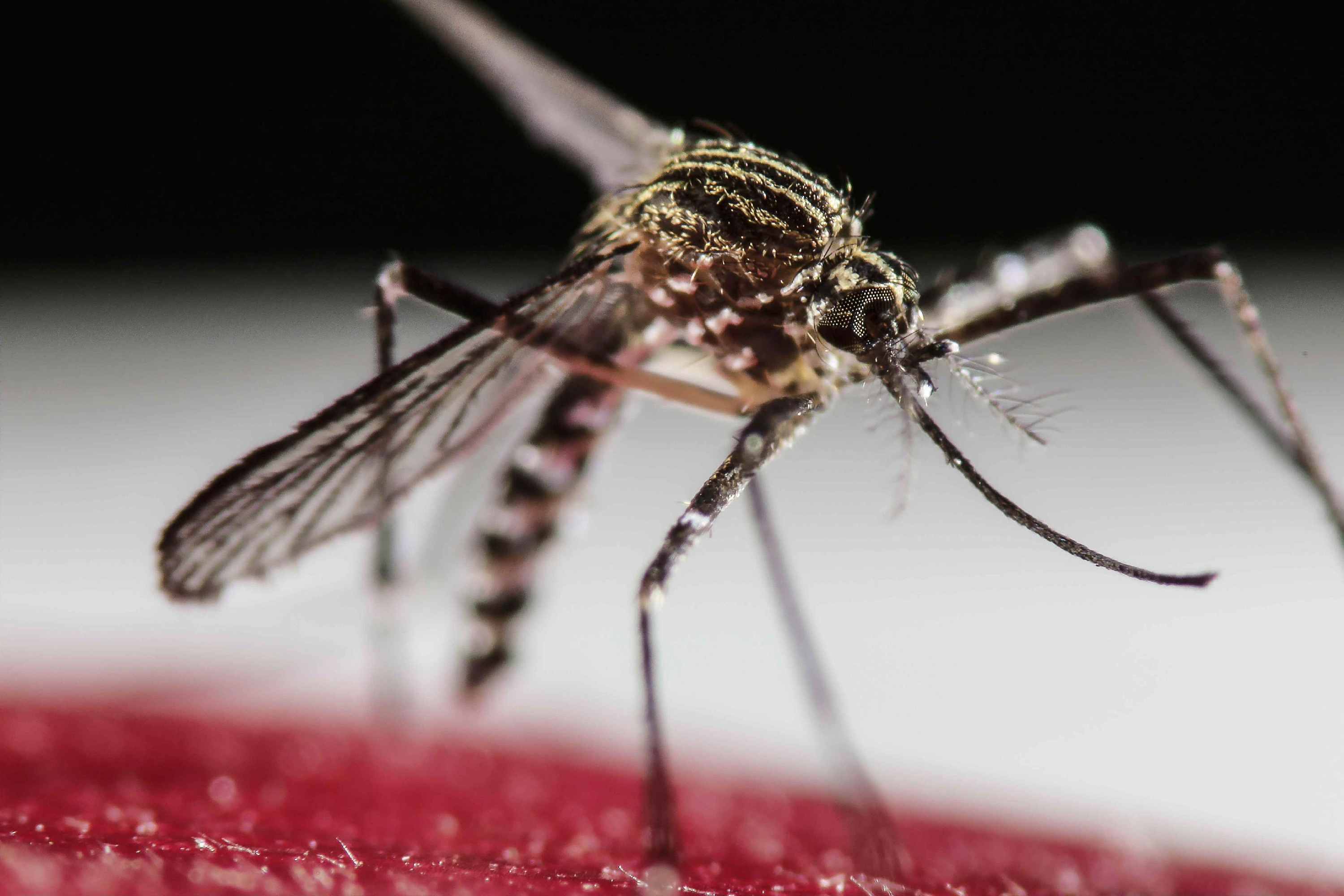 A Zika-vírus egy lépésre lehet a robbanásszerű kitöréstől 