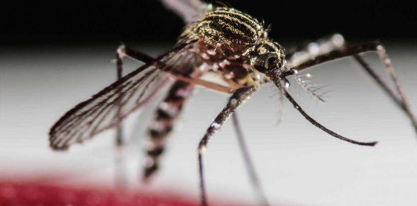 A Zika-vírus egy lépésre lehet a robbanásszerű kitöréstől 