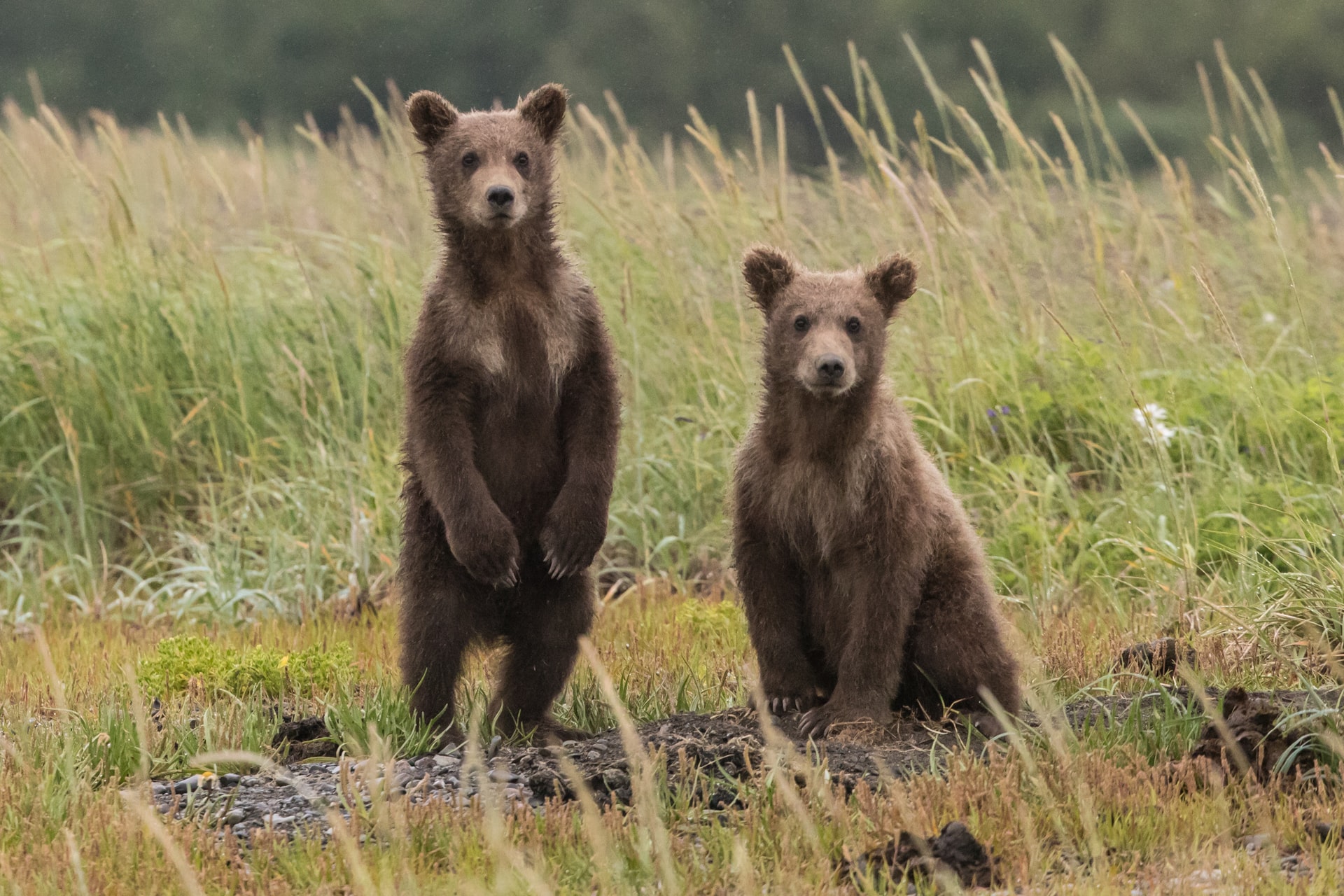 A héten táskát és mézet is loptak a tusnádfürdői medvék