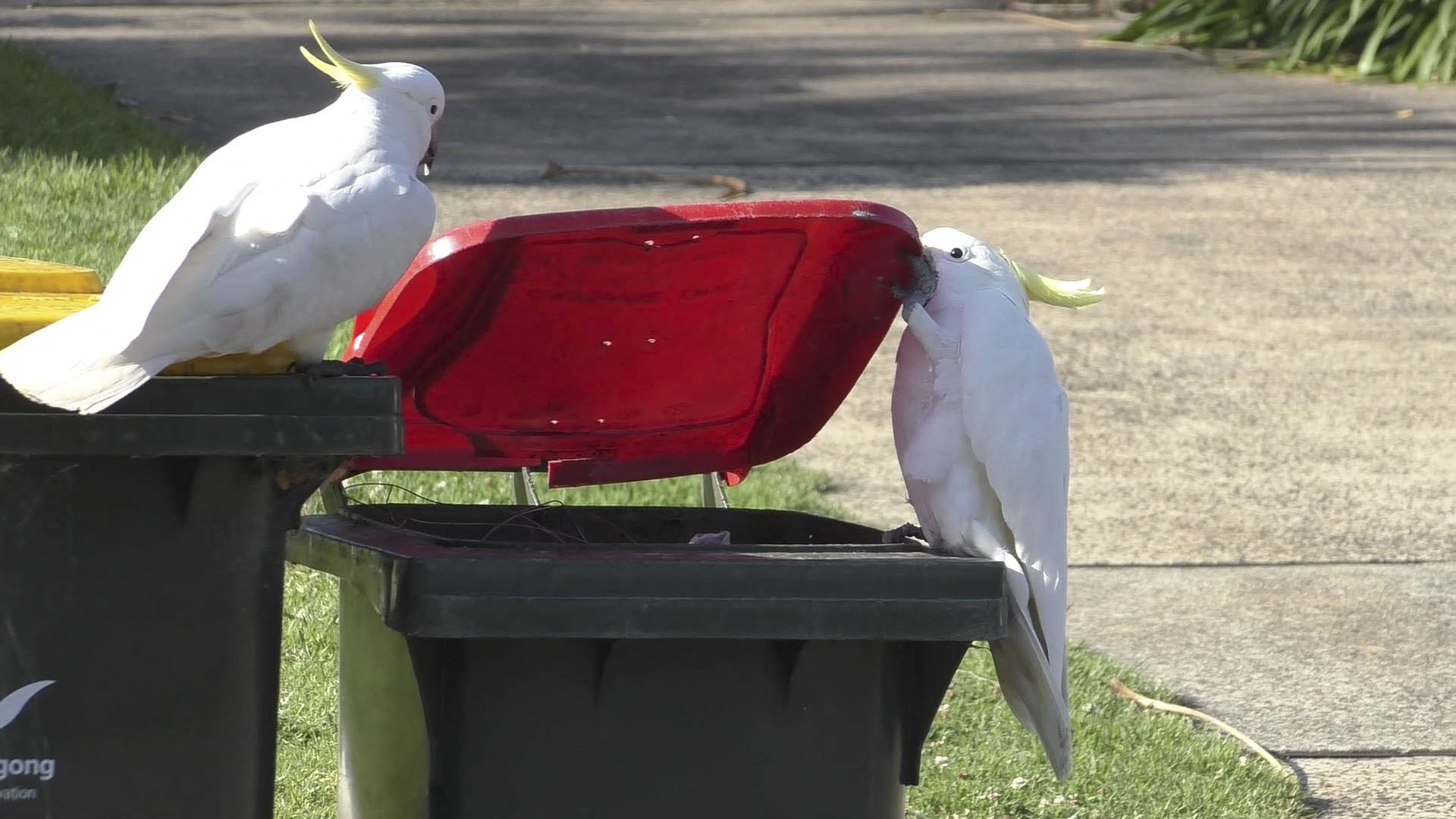Kukázó kakaduk lepték el Sydney külvárosait