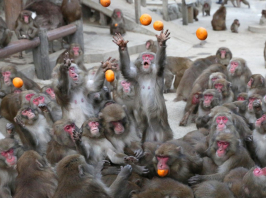 Majomhimlő–elharapóztak a majomgyilkosságok