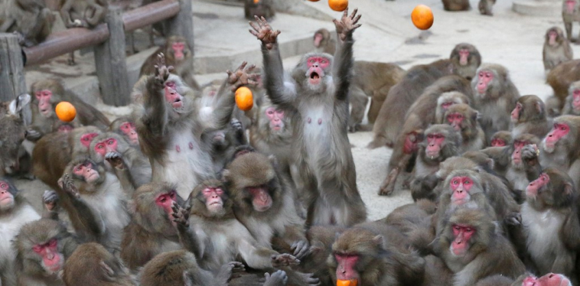 Majomhimlő–elharapóztak a majomgyilkosságok