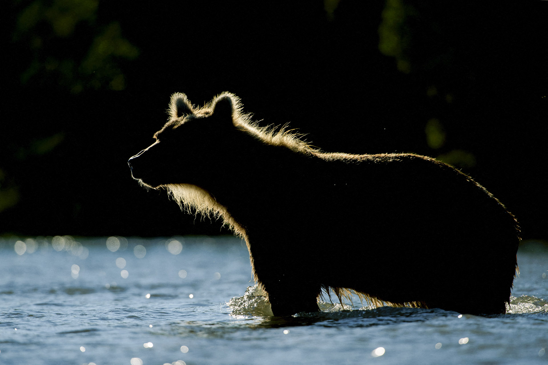 Megint embert ölt egy medve Szibériában 