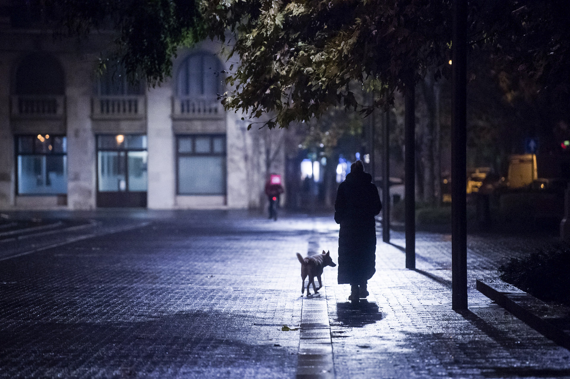 Több kutyafajta is érintett a budapesti kutyamaffiában