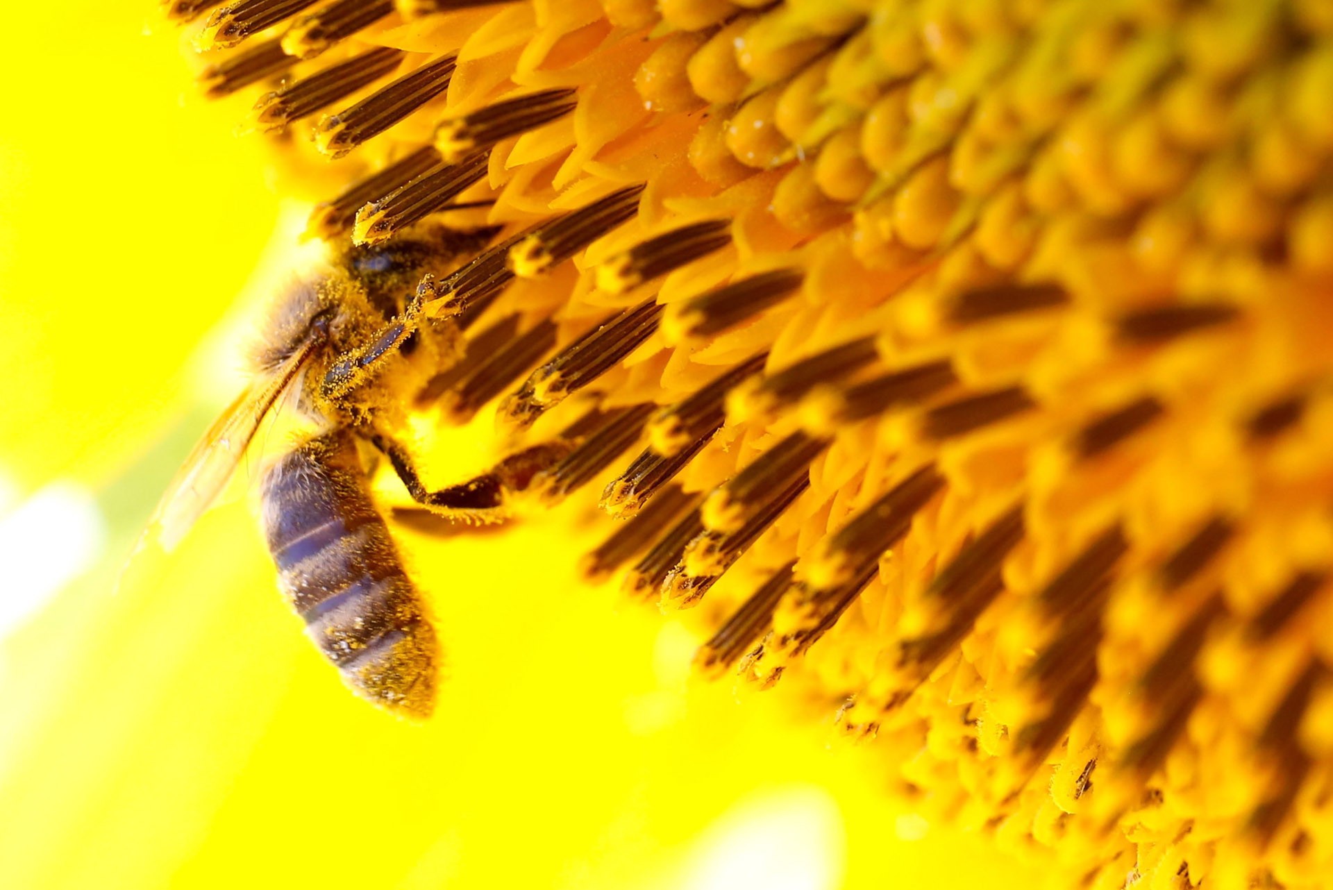 Új tanulmány bizonyítja, a glifozát gyomirtó igenis káros a méhekre