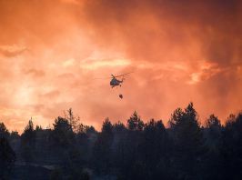 Erdőtüzek veszélyére figyelmeztet a Nébih, több megyében elrendelték a tűzgyújtási tilalmat