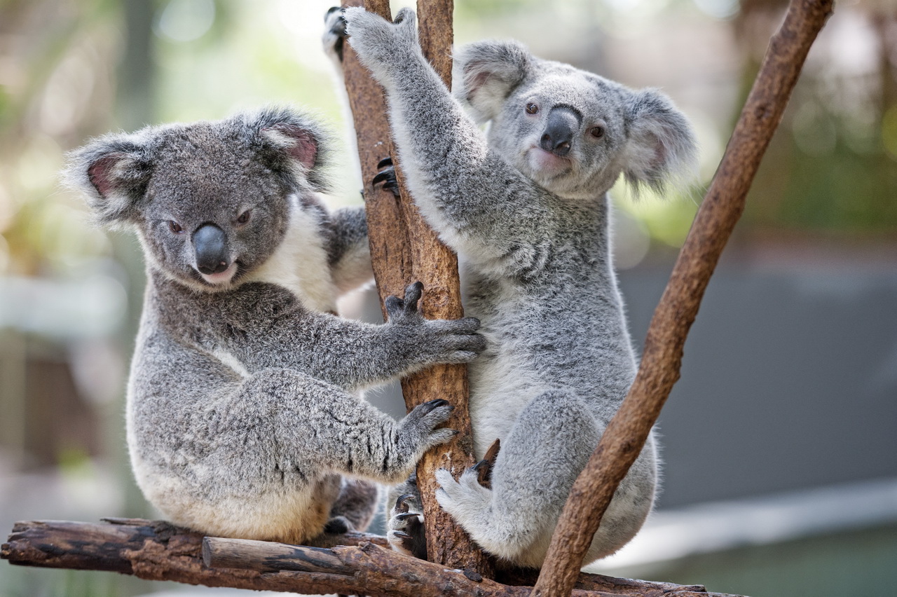 Csúcstechnológiával óvják a koalákat Ausztráliában 