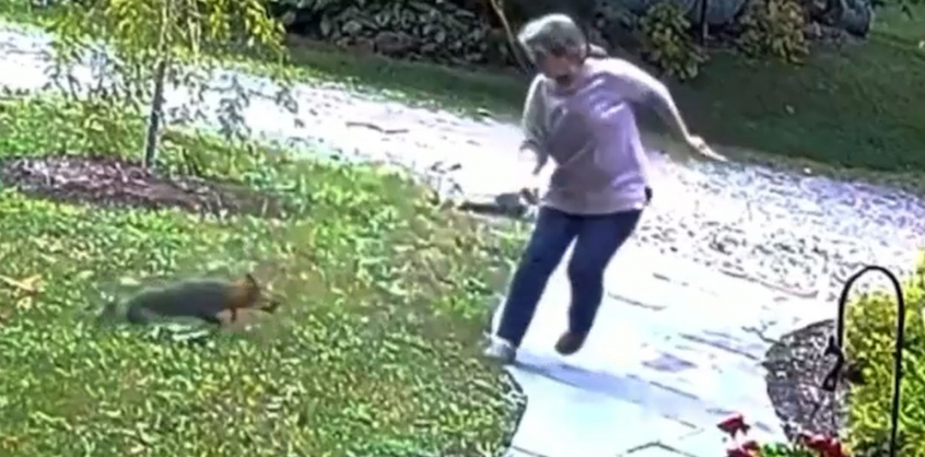Videó: harci róka támadt a futball-tehetség nagyira