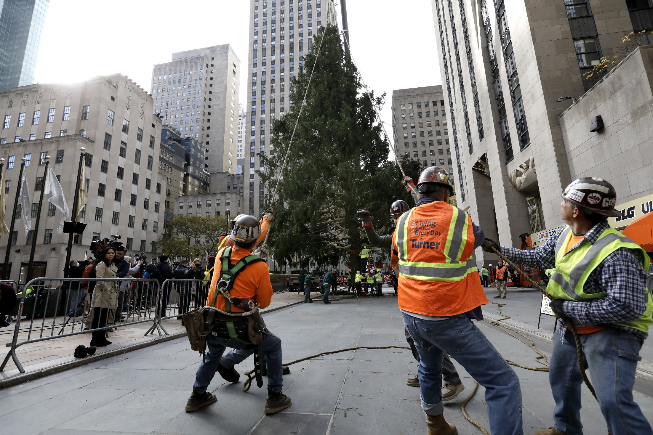 Felállították a 12 tonnás karácsonyfát a Rockefeller Centerbe, most először Marylandből érkezett