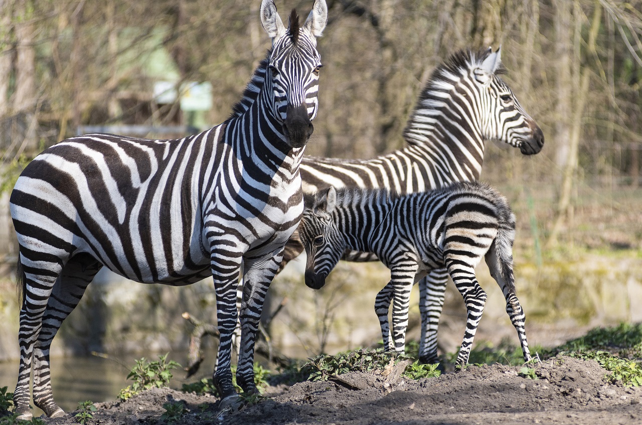 Magyar tudósok: Kiderült miért pizsamamintás a zebra