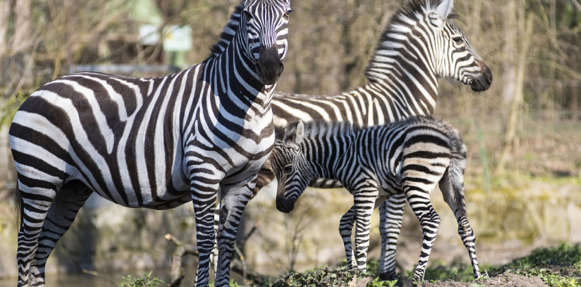 Magyar tudósok: Kiderült miért pizsamamintás a zebra