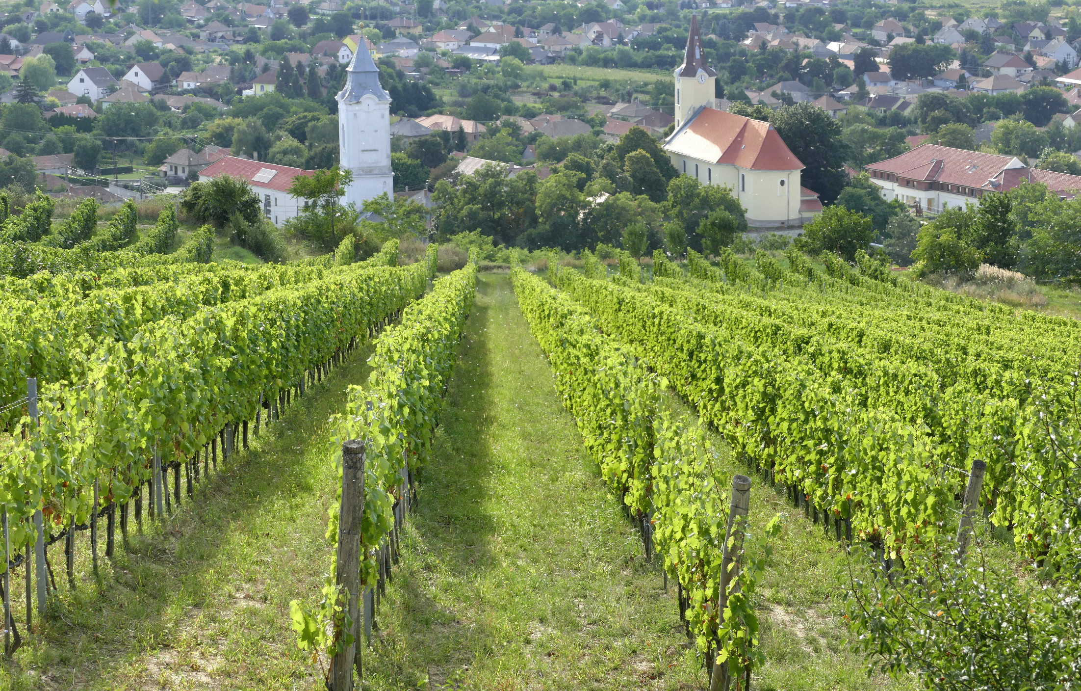 A tokaji borvidék egyik legnagyobb szőlőbirtokosa lett Orbán Ráhel
