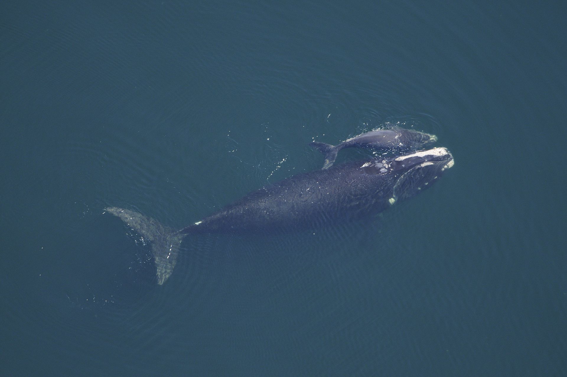 Mintegy tíz százalékkal csökkent tavaly az egyik legritkább tengeri emlősfaj populációja