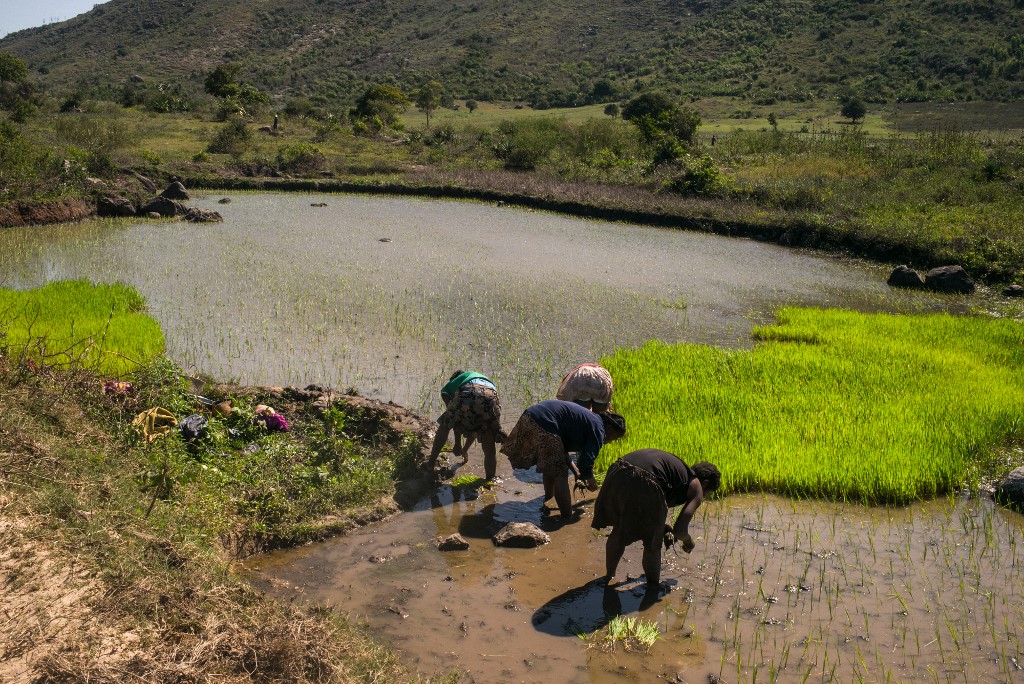 ENSZ: Az első klímaváltozás okozta éhínség pusztít Madagaszkáron