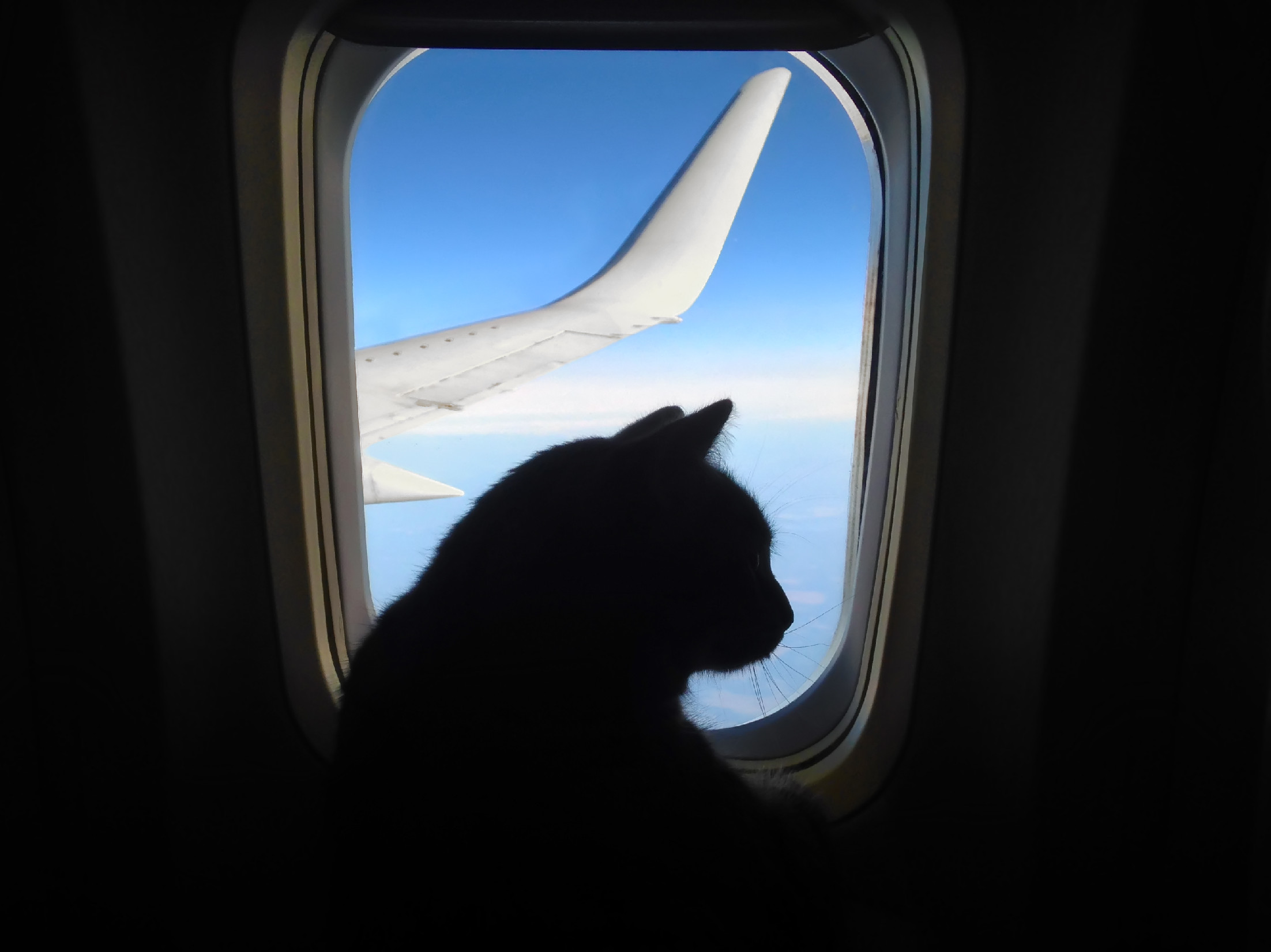 Többszöri kérésre sem fejezte be macskája szoptatását egy nő a repülőn