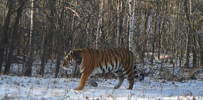 A szibériai tigrisek túlélését veszélyezteti a nagy hó