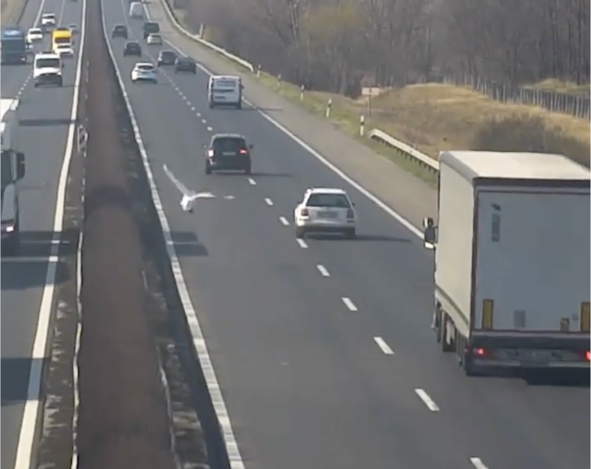 Videó: Hattyú a pácban az M1-es autópályán 