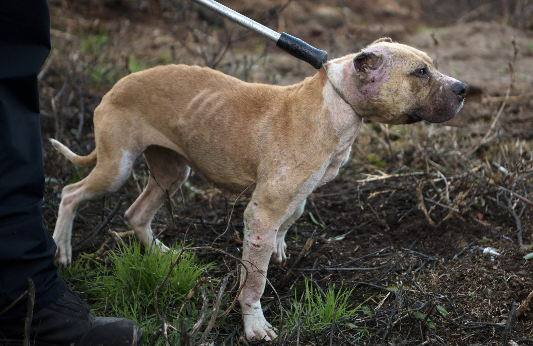 Évek óta zajlott a kutyaviadal Nagykőrös területén – több száz kutya, 15 gyanúsított 