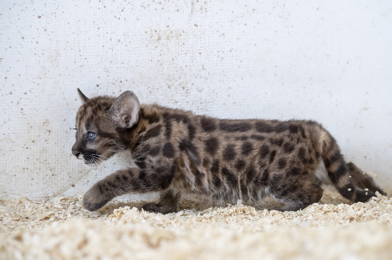 Napi cuki: kis puma született a gyöngyösi állatkertben