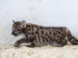 Napi cuki: kis puma született a gyöngyösi állatkertben