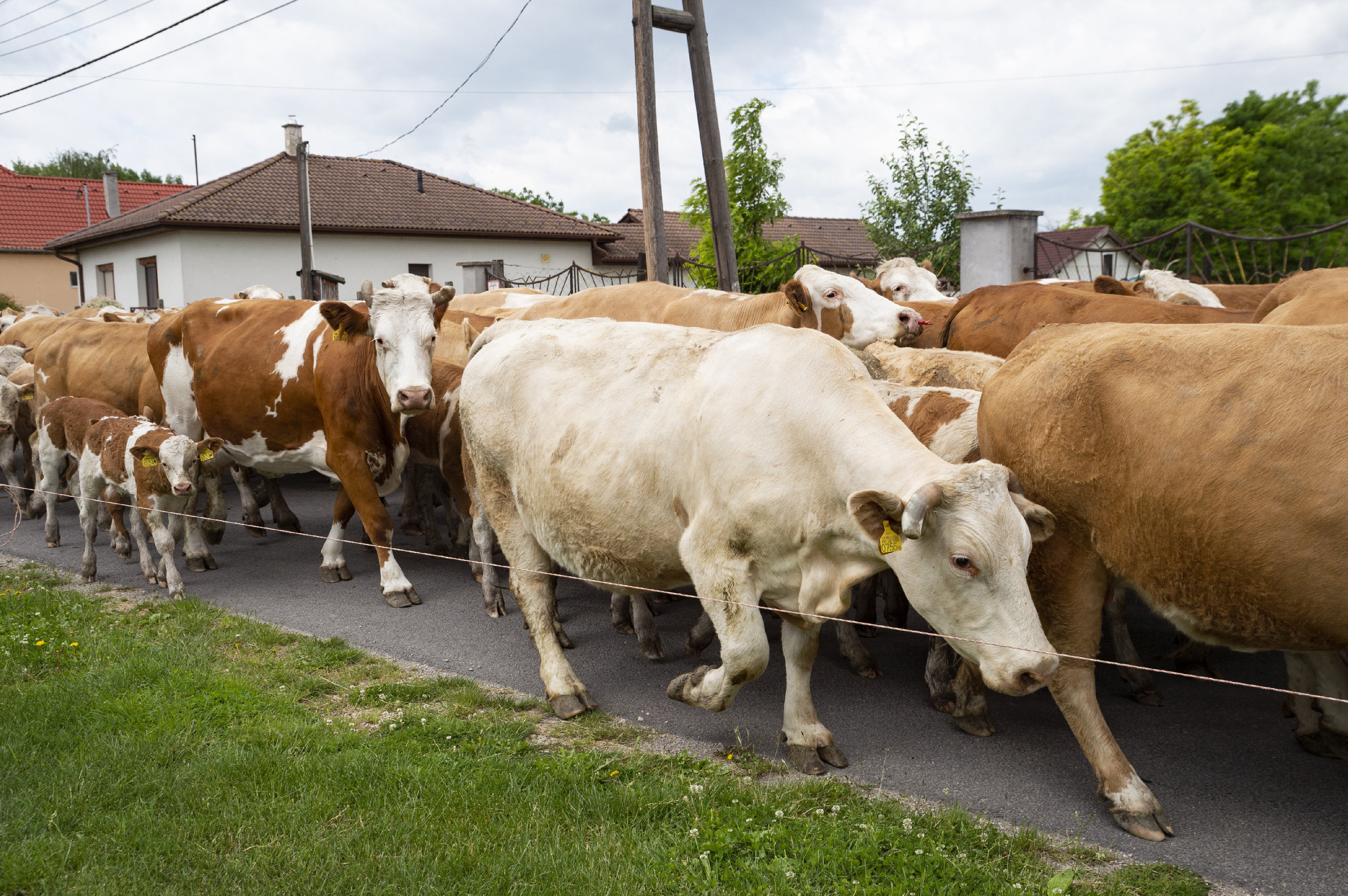 41 millió forintnyi szarvasmarhára lehet licitálni a NAV-nál