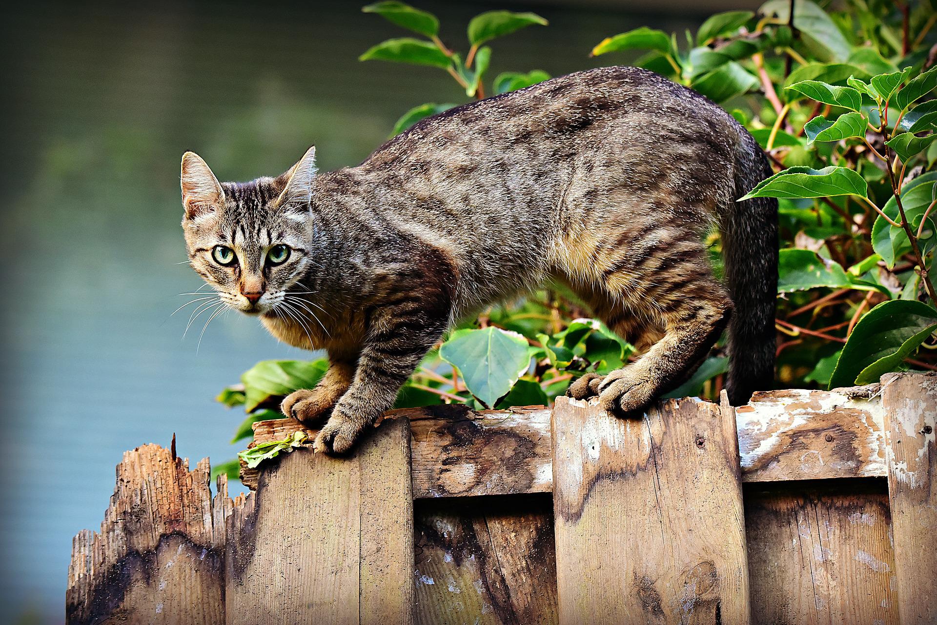 Brutális pusztítás – Több száz millió őshonos állatot irtanak ki a macskák Ausztráliában