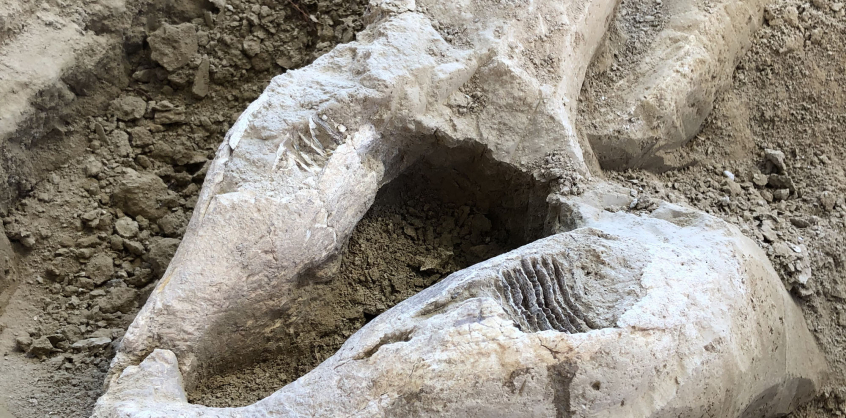 Különleges mamutleleteket találtak Baranyában