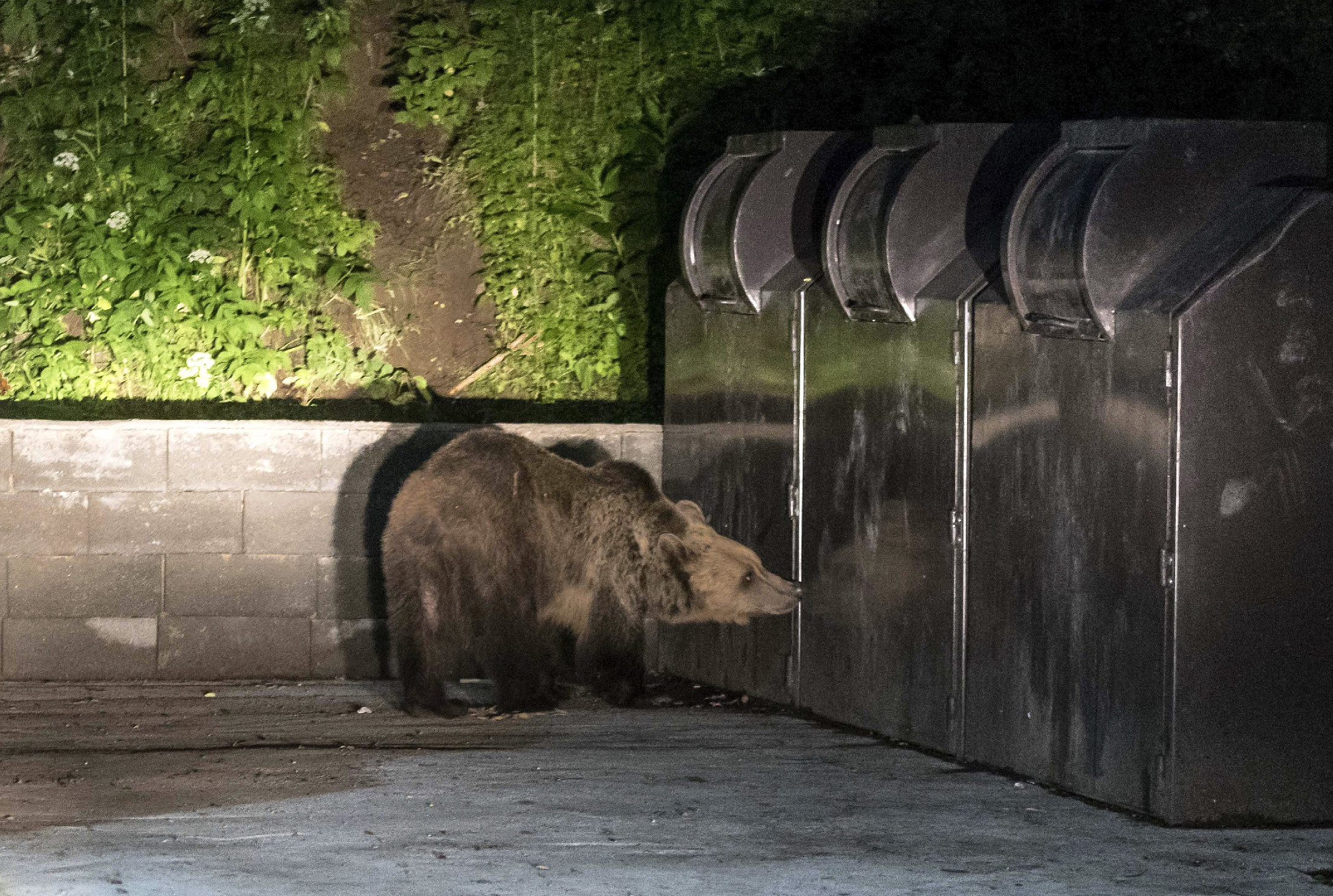 Egy medvecsalád is elmenne bulizni Tusványosra, de a hatóság vészjelzést küldött mindenkinek róluk