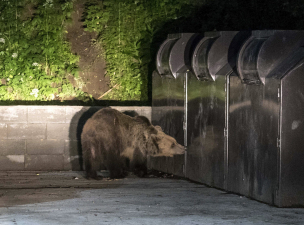 Egy medvecsalád is elmenne bulizni Tusványosra, de a hatóság vészjelzést küldött mindenkinek róluk