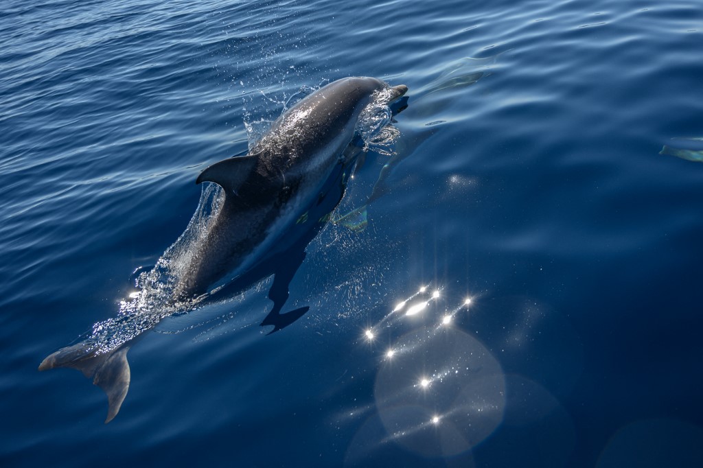 Harapós delfin terrorizálja a fürdőzőket egy japán strandon