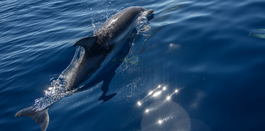 Harapós delfin terrorizálja a fürdőzőket egy japán strandon