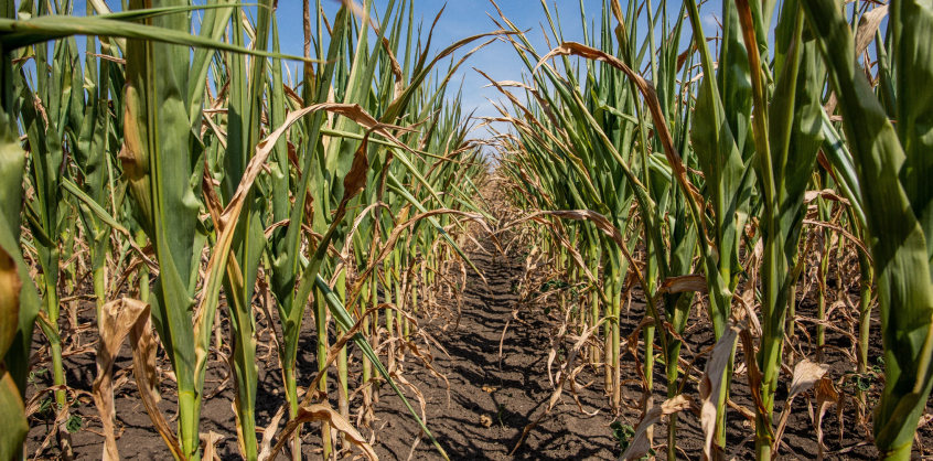 Visszasírjuk már a tavalyi évet – pedig akkor is szenvedett a mezőgazdaság a klímaváltozástól