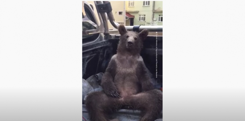 Videó – Bemindenezve vitték állatorvoshoz a falánk medvebocsot