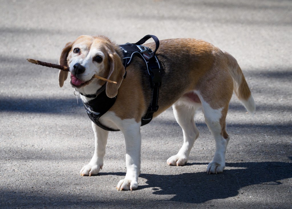 Horror a szaporítótelepen, négyezer beagle-t mentettek ki az állatvédők