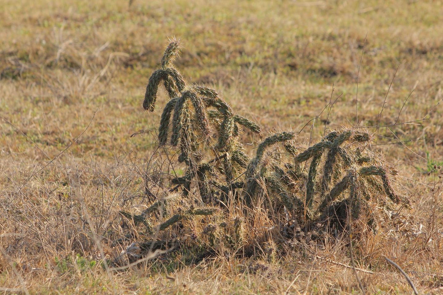Elsivatagosodás – Kaktuszok terjednek az Alföldön