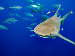 Hatvan cápafaj nemzetközi védelméről döntöttek
