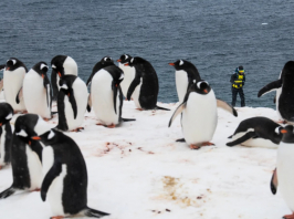 Pingvin támadott a magyar futónőre az Antarktiszon