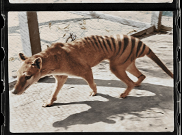 85 év után kerültek elő az utolsó ismert tasmán tigris maradványai