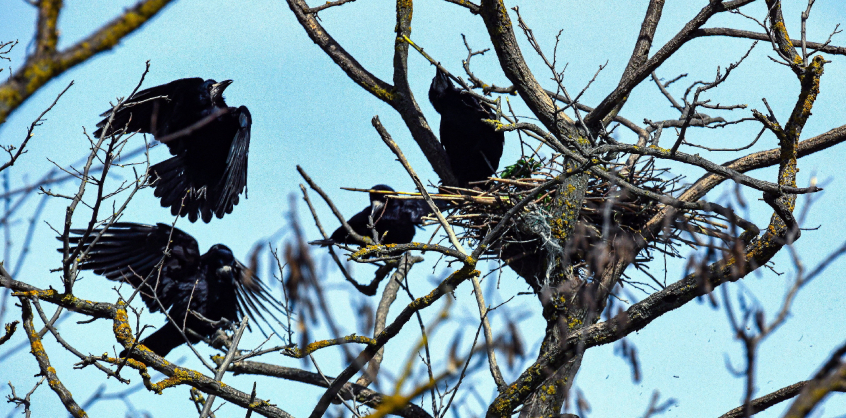 A madarak védelmét is szolgáló feladatok elvégzését sürgetik a természetvédők