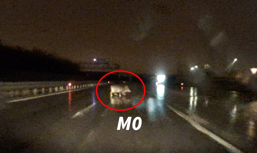 Videó: így kell elkerülni az autópályán nyargaló vaddisznót 