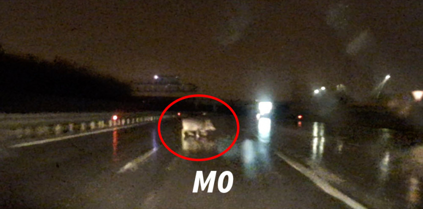 Videó: így kell elkerülni az autópályán nyargaló vaddisznót 