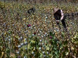 Kilenc éve nem termeltek annyi ópiumot Mianmarban, mint tavaly