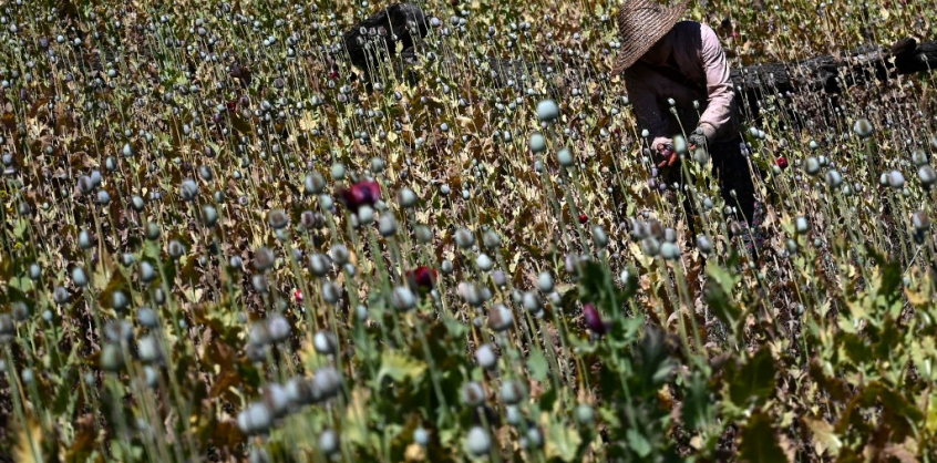 Kilenc éve nem termeltek annyi ópiumot Mianmarban, mint tavaly