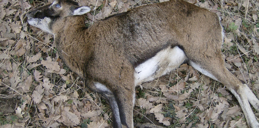 Vérengzés a vadasparkban – Gazdátlan kutyák téptek szét harminc muflont