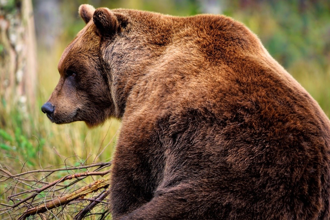 Több száz fotót lőtt magáról a szelfiőrült medve