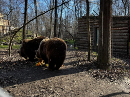 Előbújtak a medvék a Szegedi Vadasparkban